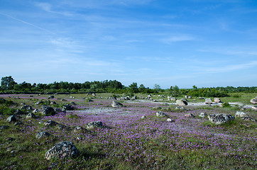 Image showing Purple flowers in rocky landscape