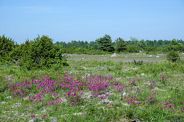 Image showing Purple beauty