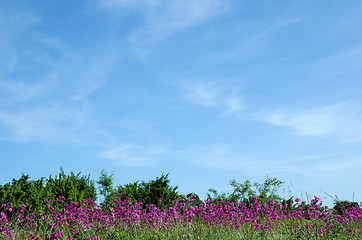 Image showing Purple flowers