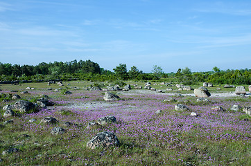 Image showing Blossom wild chives