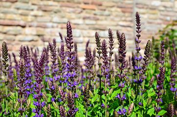 Image showing In the salvia bed