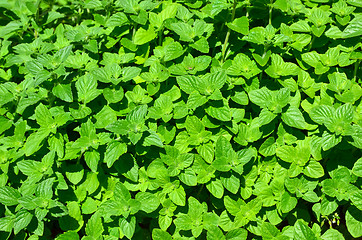 Image showing Lemon balm all over