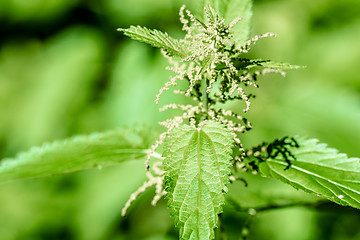 Image showing stinging nettle