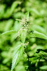 Image showing stinging nettle