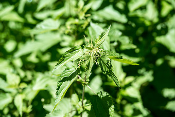 Image showing stinging nettle