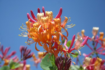 Image showing Lonicera Heckrotti - caprifolium