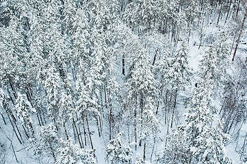 Image showing aerial view of winter forest