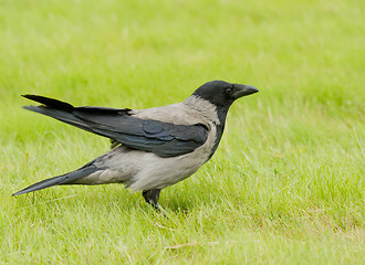 Image showing Hooded Crow