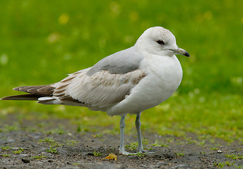 Image showing common gull