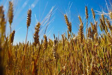 Image showing wheat field with blue sky in background