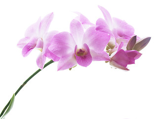 Image showing Blossoms of an orchid