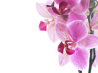 Image showing Macro of a purple orchid