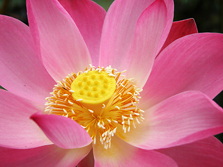 Image showing pink lotus flower blooming