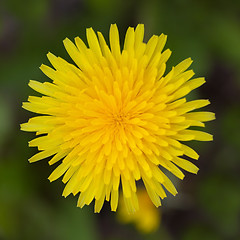 Image showing yellow dandelion