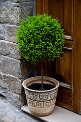 Image showing old entrance door and plant