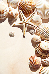 Image showing sea shells and star