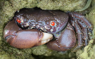 Image showing Red-eyed reef crab - Eriphia ferox