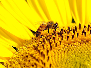 Image showing Bee on a Sunflower