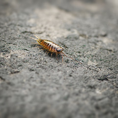 Image showing Sea slater (sea louse) on stone