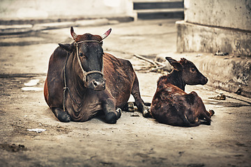 Image showing Cow and calf on the street. India, Udaipur