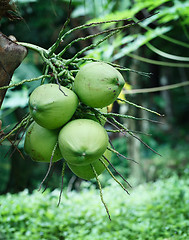 Image showing Bunch of coconuts on a tropical palm tree