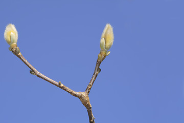 Image showing Magnolia buds