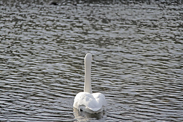 Image showing Master of the river