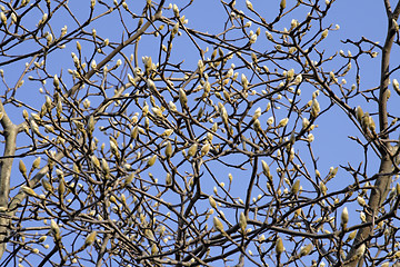 Image showing Early spring abstract