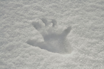 Image showing Hand print in snow