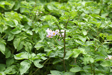 Image showing flowers potatoes