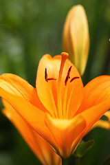 Image showing Lily stamens