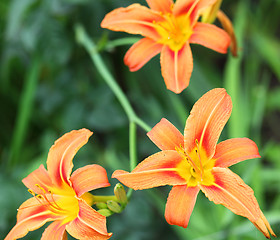 Image showing Lily stamens