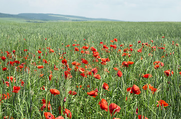 Image showing Poppies on blue sky background