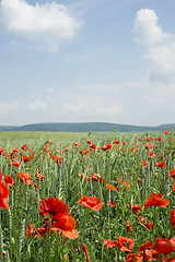 Image showing Poppies on blue sky background