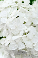 Image showing white hortense with water drops