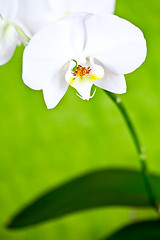 Image showing white orchid on green background