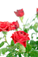 Image showing red roses with water drops