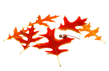 Image showing Red leafs of oak and acorns