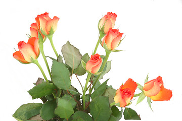 Image showing bunch of roses