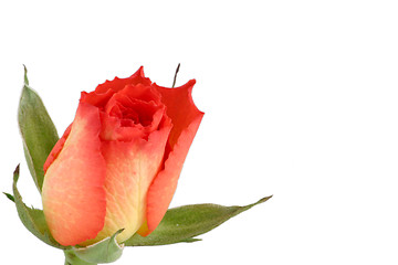 Image showing tea-rose rosebud
