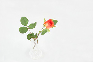 Image showing single rosebud in a vase