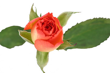 Image showing rose and leaves