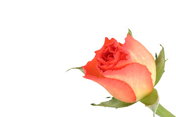 Image showing rosebud