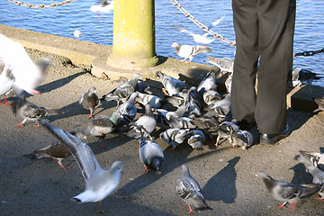 Image showing feeding the birds