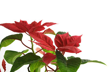 Image showing poinsettia