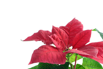 Image showing poinsettia