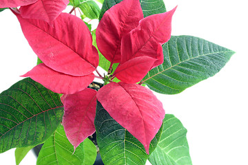 Image showing poinsettia