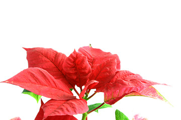 Image showing poinsettia