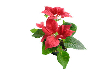 Image showing poinsettia