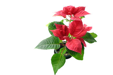 Image showing poinsettia